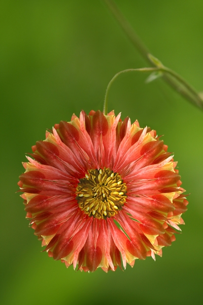 Creation of Rare Red Sunflowers: Step 5